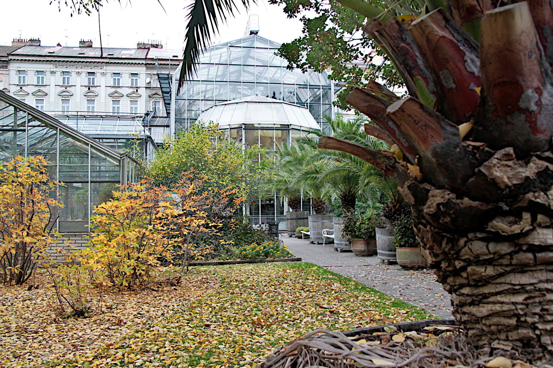 BOTANICK ZAHRADA UNIVERZITY KARLOVY  PRAHA NOV MSTO